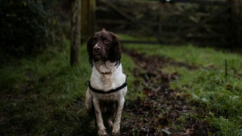 Cocker Spaniel Grooming & Coat Care: How to Keep Your Spaniel Looking and Feeling Their Best