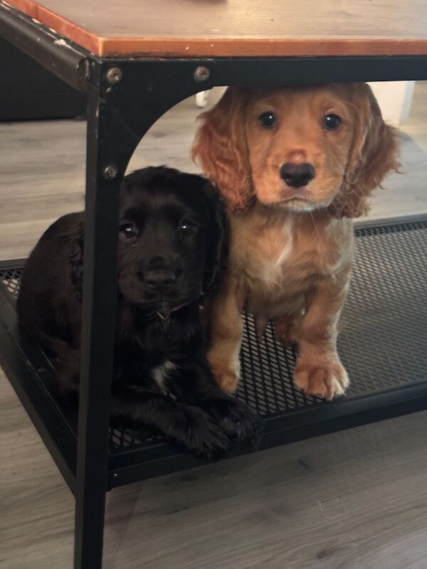 1 Beautiful Black Cocker Spaniel Girl Remaining – Ready to Leave Now!