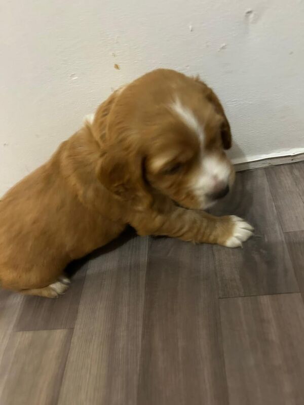 Cocker Spaniel puppies for sale in Dorchester, Dorset – 7 weeks old - Image 2 of 6
