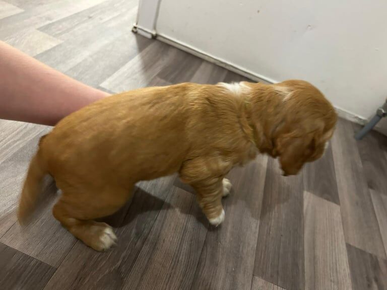 Cocker Spaniel puppies for sale in Dorchester, Dorset – 7 weeks old - Image 5 of 6