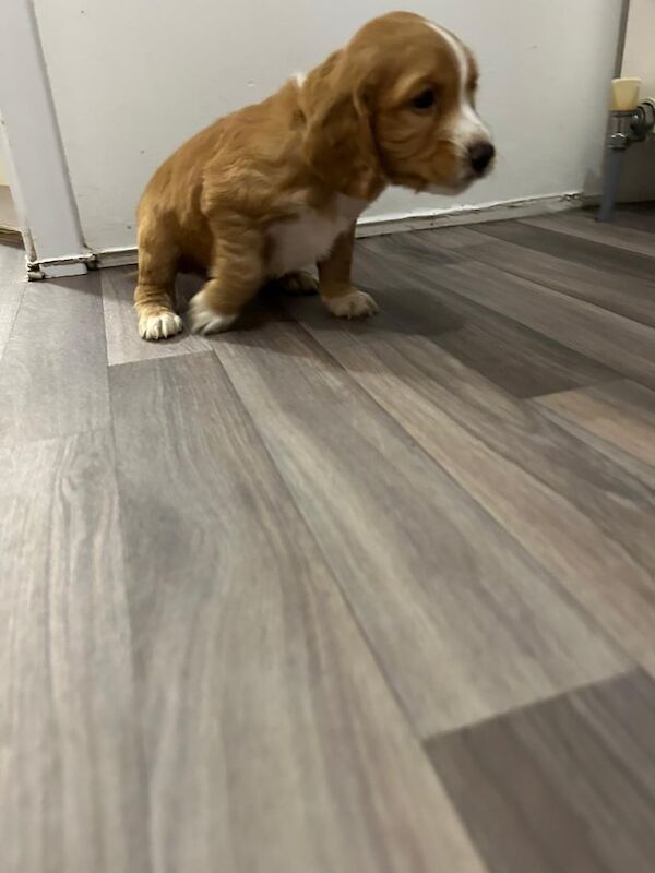 Cocker Spaniel puppies for sale in Dorchester, Dorset – 7 weeks old - Image 6 of 6