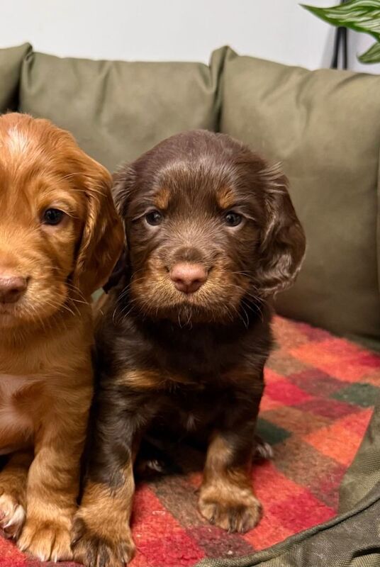 1 boy working cocker spaniel