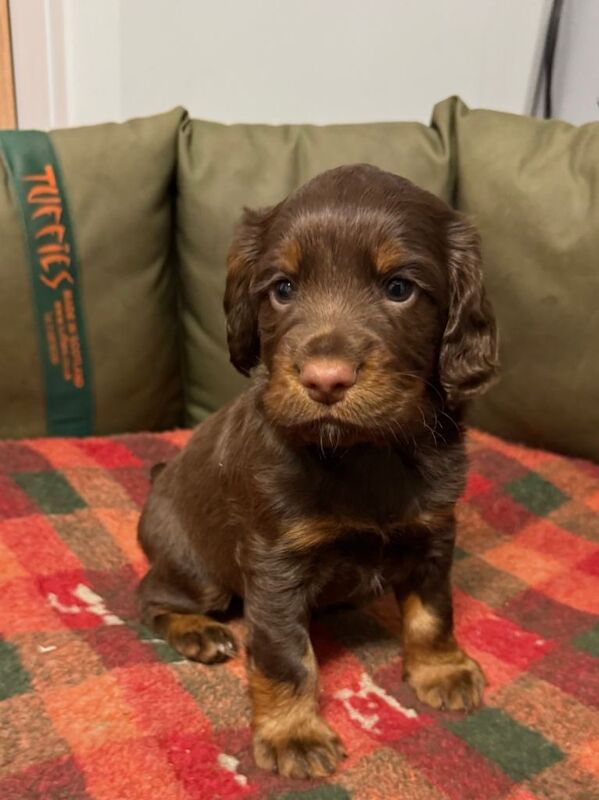 1 boy working cocker spaniel - Image 2 of 3
