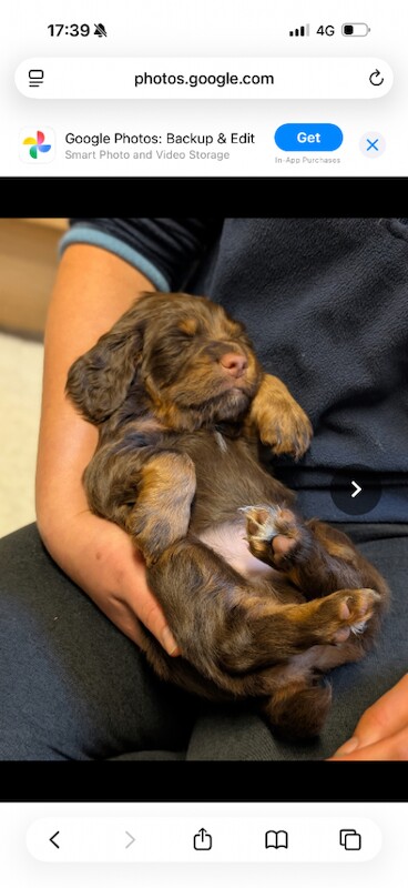 1 boy working cocker spaniel - Image 3 of 3