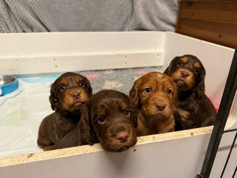 1 boy working cocker spaniel puppy - Image 3 of 3