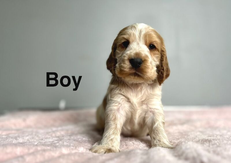 1 cocker spaniel boy ready to leave us from 23rd may
