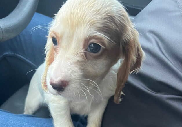 Cocker Spaniel puppies for sale in Salisbury, Wiltshire – 1 year old - Image 2 of 3