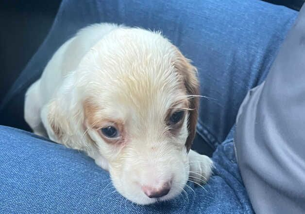 Cocker Spaniel puppies for sale in Salisbury, Wiltshire – 1 year old - Image 3 of 3