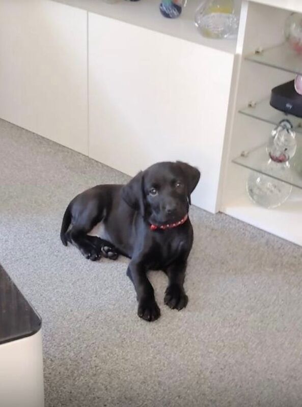 1 GIRL LEFT - Beautiful Cockerdor Puppies