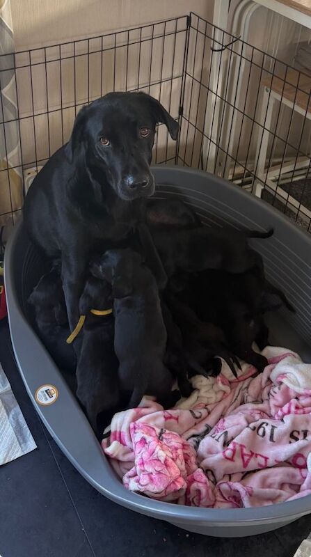 1 GIRL LEFT - Beautiful Cockerdor Puppies - Image 5 of 6