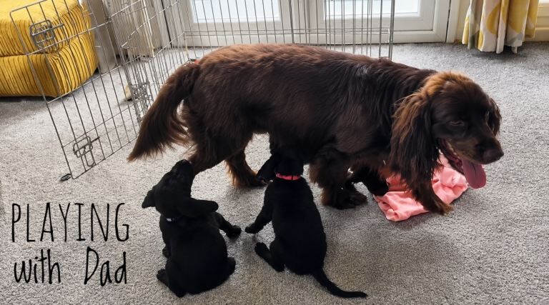 1 GIRL LEFT - Beautiful Cockerdor Puppies - Image 6 of 6