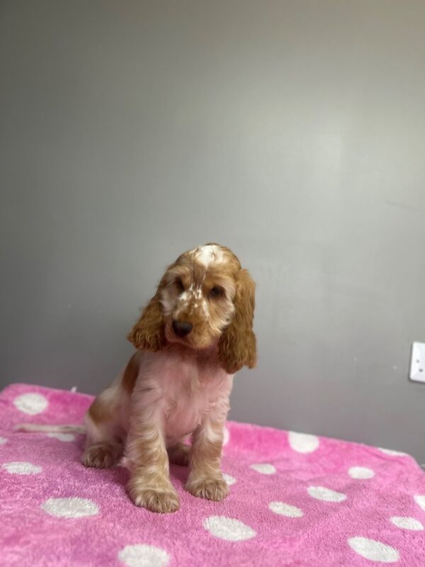 Cocker Spaniel puppies for sale in Wisbech, Cambridgeshire – KC registered, 5 months old - Image 4 of 6
