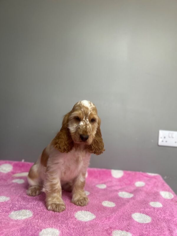 Cocker Spaniel puppies for sale in Wisbech, Cambridgeshire – KC registered, 5 months old - Image 5 of 6