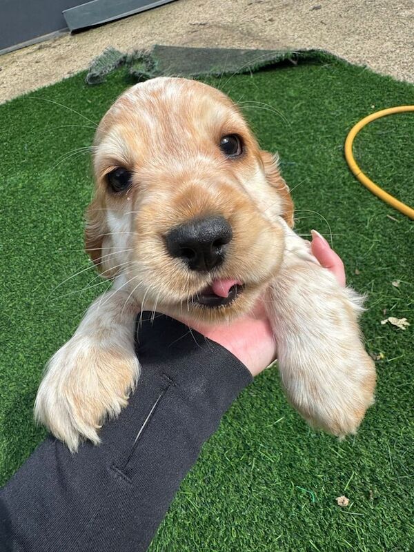 Cocker Spaniel puppies for sale in Aberdeen, City of Aberdeen – 9 weeks old