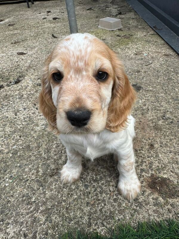 Cocker Spaniel puppies for sale in Aberdeen, City of Aberdeen – 9 weeks old - Image 2 of 3