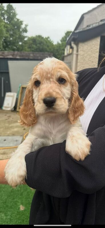 Cocker Spaniel puppies for sale in Aberdeen, City of Aberdeen – 9 weeks old - Image 3 of 3