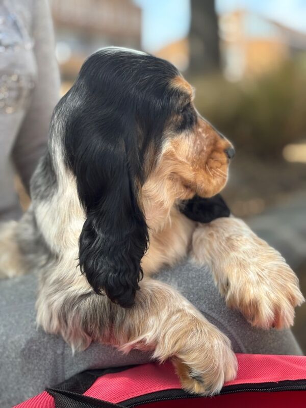 Cocker Spaniel puppies for sale in Wisbech, Cambridgeshire – KC registered, 3 months old