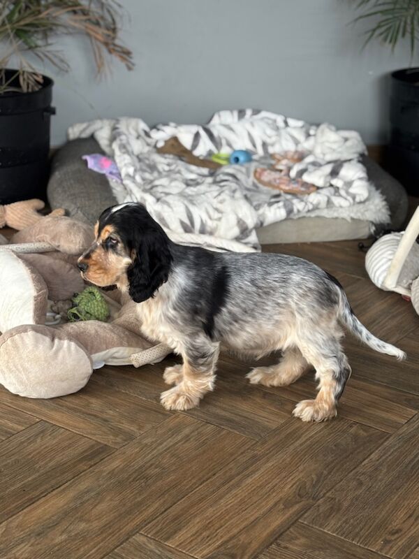 Cocker Spaniel puppies for sale in Wisbech, Cambridgeshire – KC registered, 3 months old - Image 2 of 7