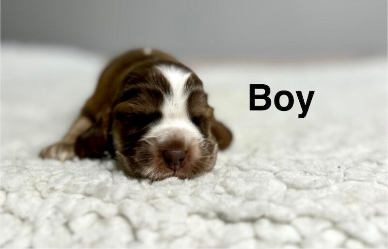 Cocker Spaniel Puppies For Sale