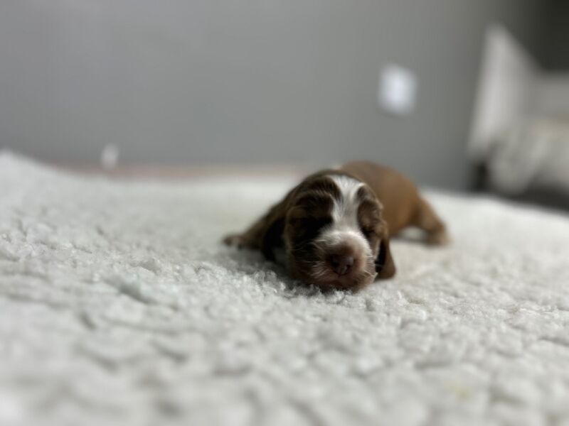 Cocker Spaniel puppies for sale in Wisbech, Cambridgeshire – KC registered, 2 weeks old - Image 2 of 5