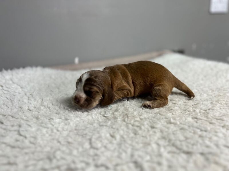 Cocker Spaniel puppies for sale in Wisbech, Cambridgeshire – KC registered, 2 weeks old - Image 3 of 5