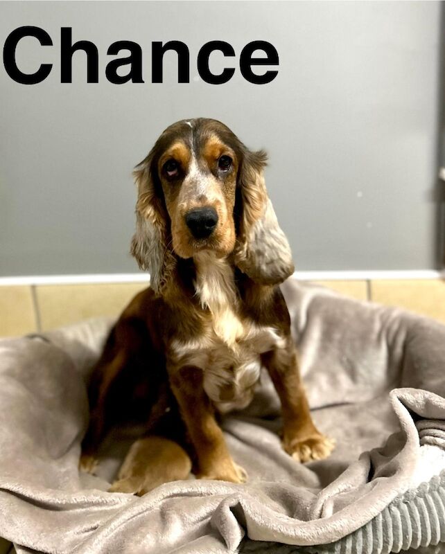 Cocker Spaniel puppies for sale in Wisbech, Cambridgeshire – KC registered, 2 weeks old - Image 4 of 5