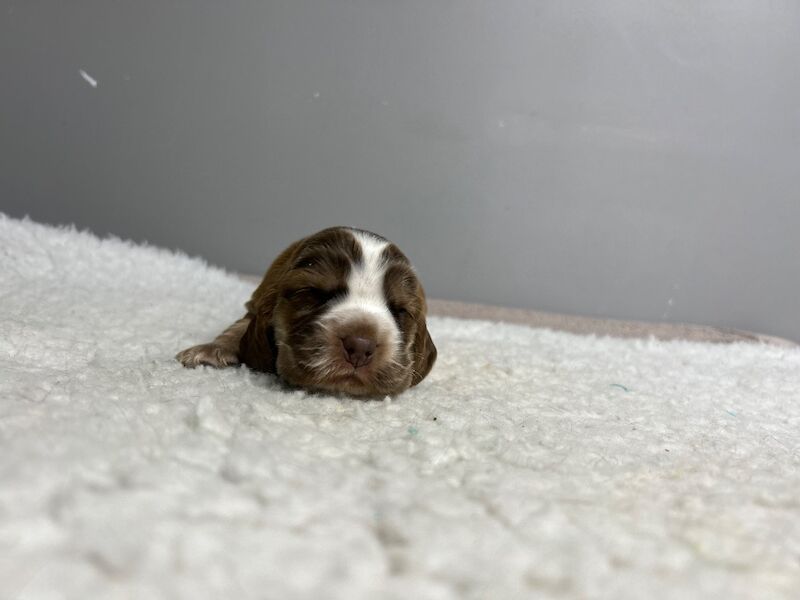 Cocker Spaniel puppies for sale in Wisbech, Cambridgeshire – KC registered, 2 weeks old - Image 5 of 5