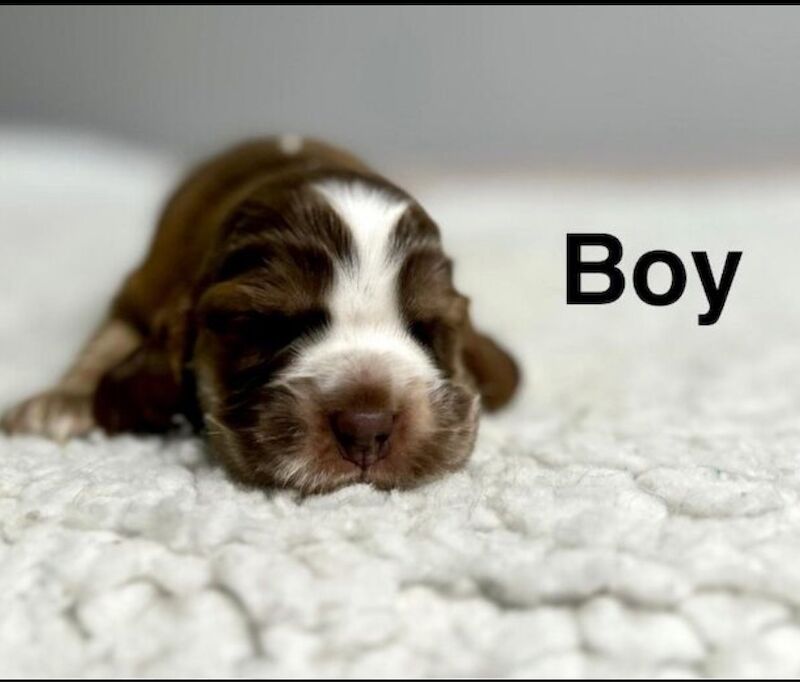 Cocker Spaniel puppies for sale in Wisbech, Cambridgeshire – KC registered, 3 weeks old - Image 2 of 3