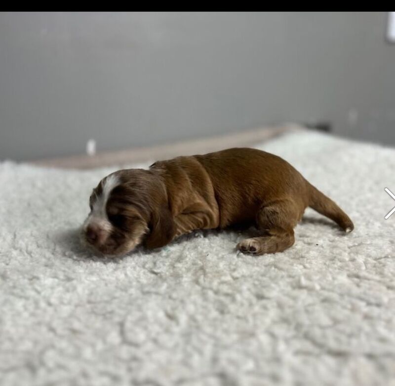 Cocker Spaniel puppies for sale in Wisbech, Cambridgeshire – KC registered, 3 weeks old - Image 3 of 3