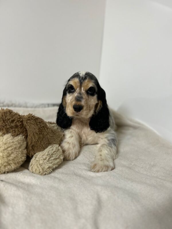 Cocker Spaniel puppies for sale in Wisbech, Cambridgeshire – KC registered, 3 months old - Image 2 of 7