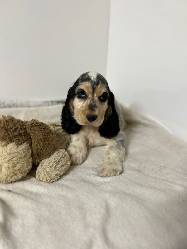 Cocker Spaniel puppies for sale in Wisbech, Cambridgeshire – KC registered, 3 months old - Image 3 of 7