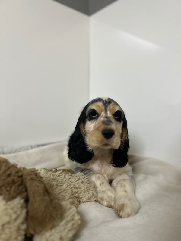 Cocker Spaniel puppies for sale in Wisbech, Cambridgeshire – KC registered, 3 months old - Image 5 of 7