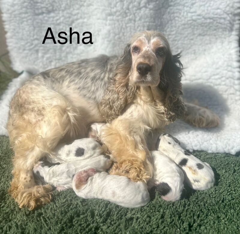 Cocker Spaniel puppies for sale in Wisbech, Cambridgeshire – KC registered, 3 months old - Image 6 of 7