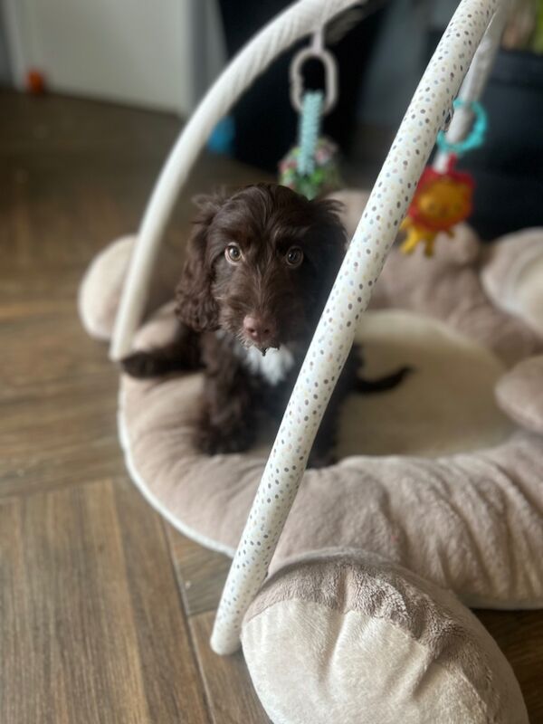 Cocker Spaniel puppies for sale in Wisbech, Cambridgeshire – KC registered, 3 months old - Image 7 of 7