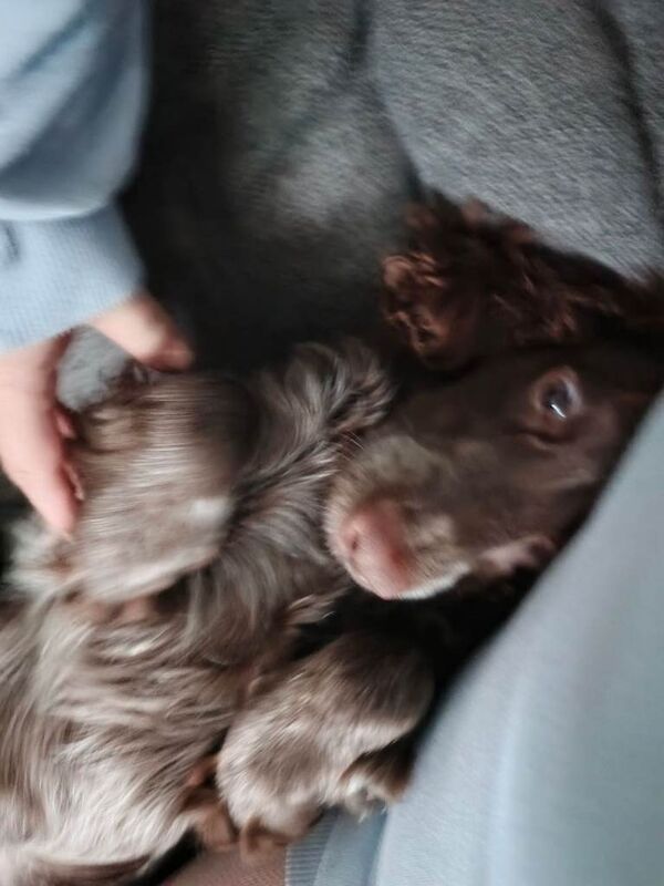 Cocker Spaniel puppies for sale in Ormesby, North Yorkshire – 1 year old