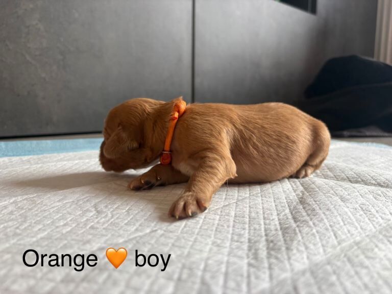 10 beautiful red cocker spaniel pups - Image 2 of 4