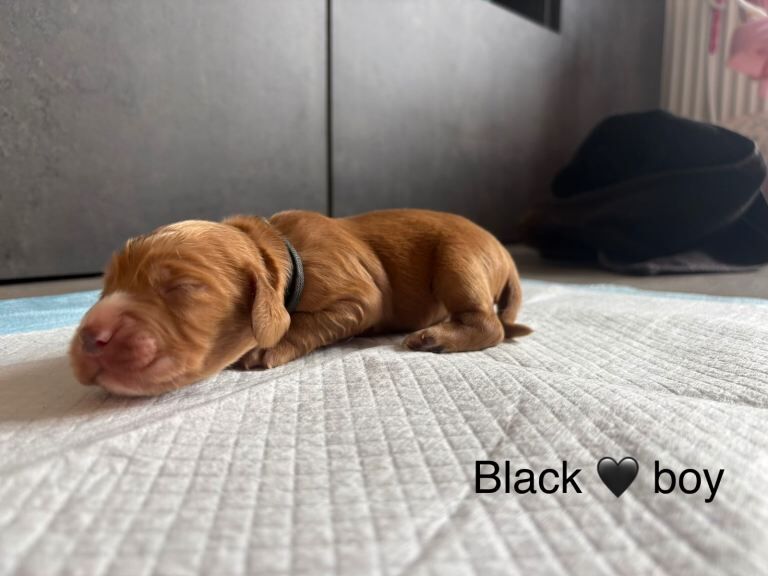 10 beautiful red cocker spaniel pups - Image 3 of 4