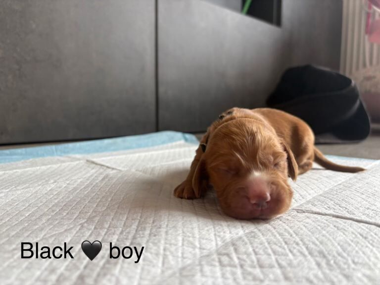 10 beautiful red cocker spaniel pups - Image 4 of 4