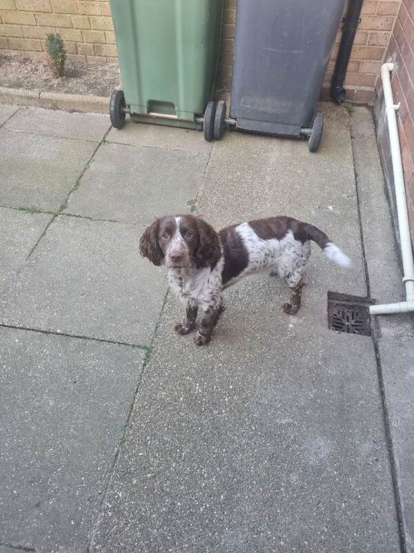 10 months old sprocker spaniel
