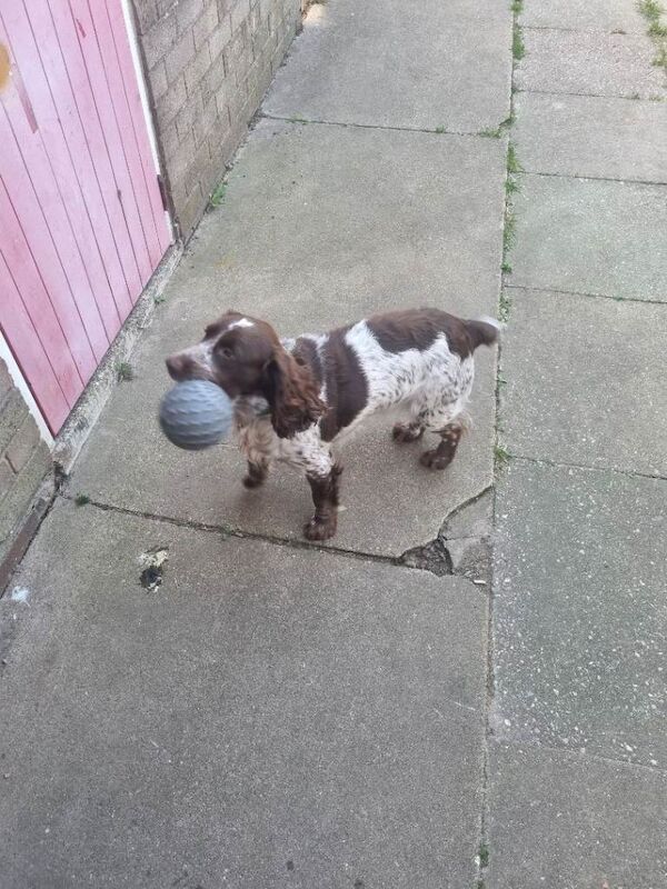 10 months old sprocker spaniel - Image 2 of 5