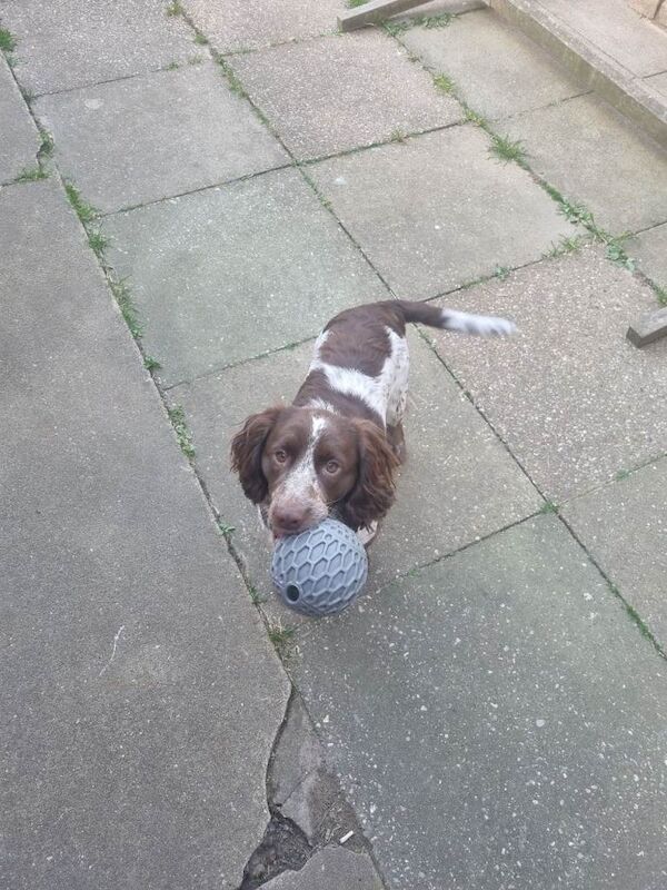 10 months old sprocker spaniel - Image 3 of 5