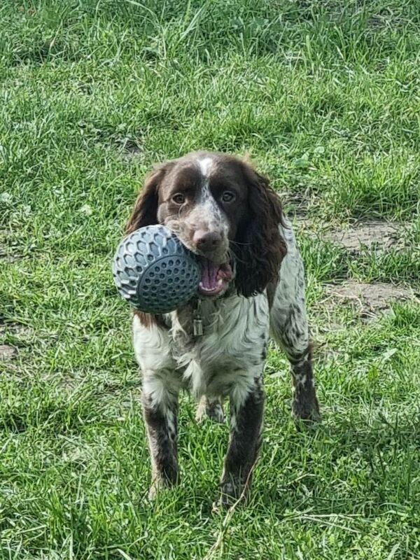 10 months old sprocker spaniel - Image 4 of 5
