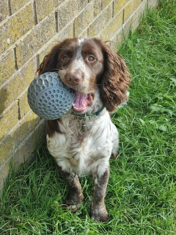 10 months old sprocker spaniel - Image 5 of 5