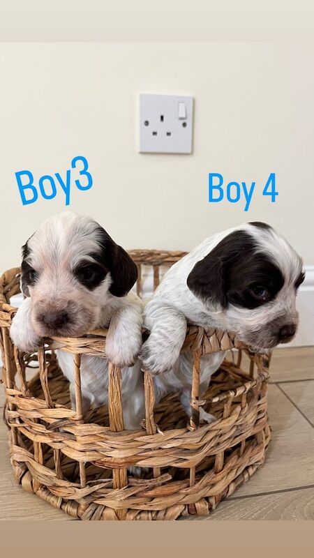 Cocker Spaniel puppies for sale in Maidstone, Kent – 10 months old - Image 2 of 3