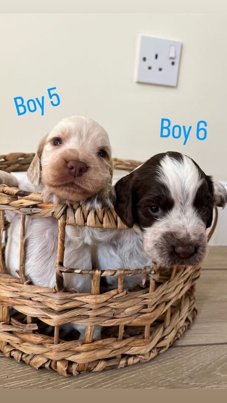 Cocker Spaniel puppies for sale in Maidstone, Kent – 10 months old - Image 3 of 3