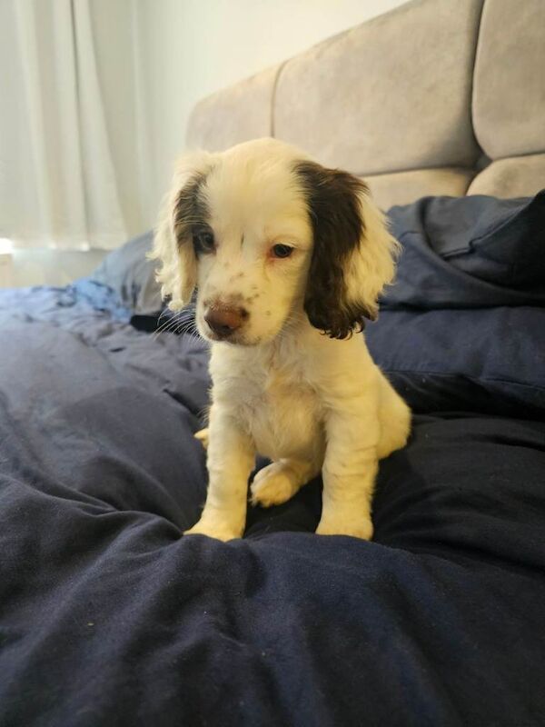 10 week cocker spaniel bitch for sale