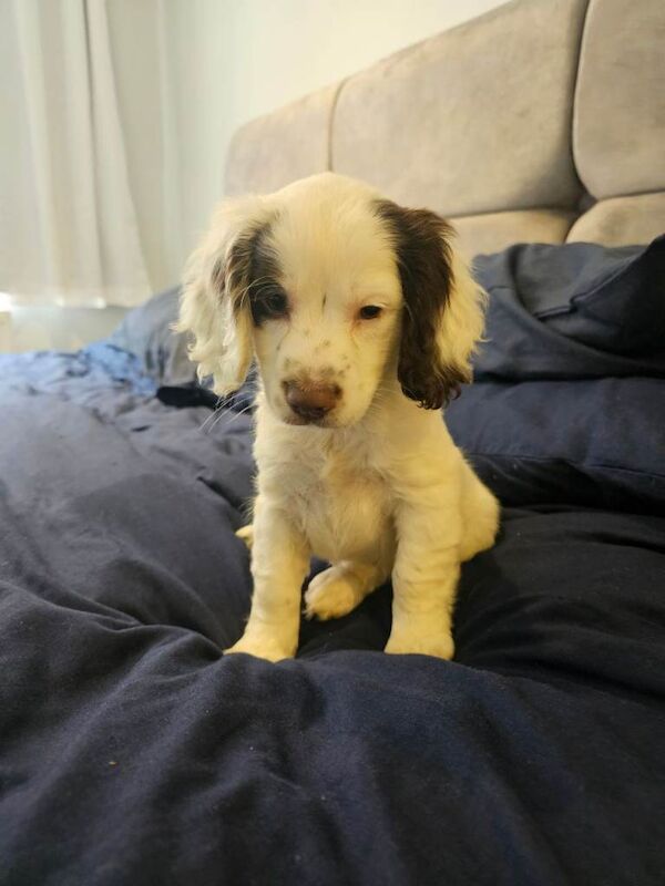 10 week cocker spaniel bitch for sale - Image 2 of 3