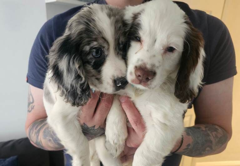 10 week cocker spaniel bitch for sale - Image 3 of 3