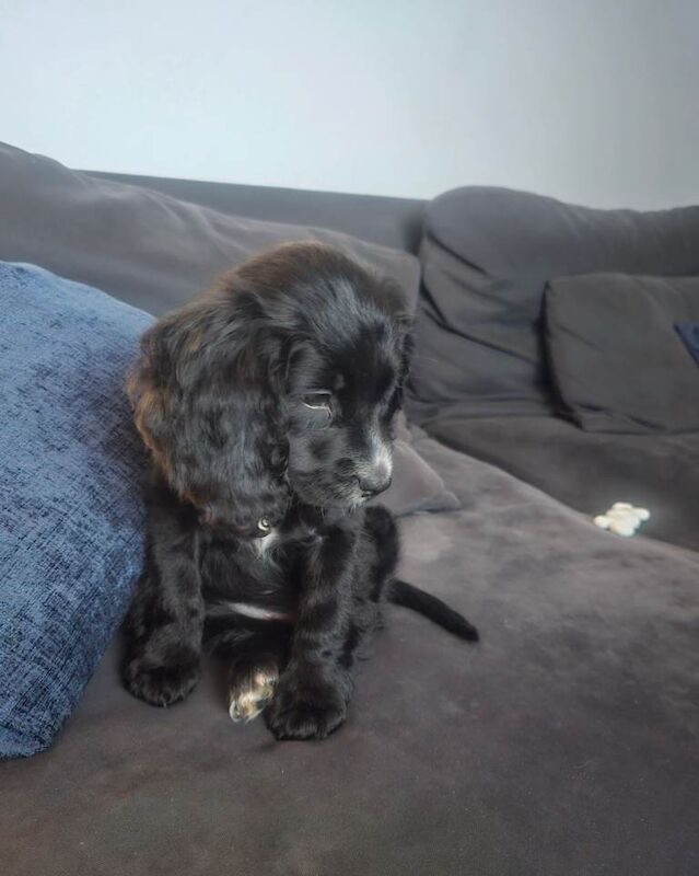 Cocker Spaniel puppies for sale in Watford, Hertfordshire – 10 weeks old