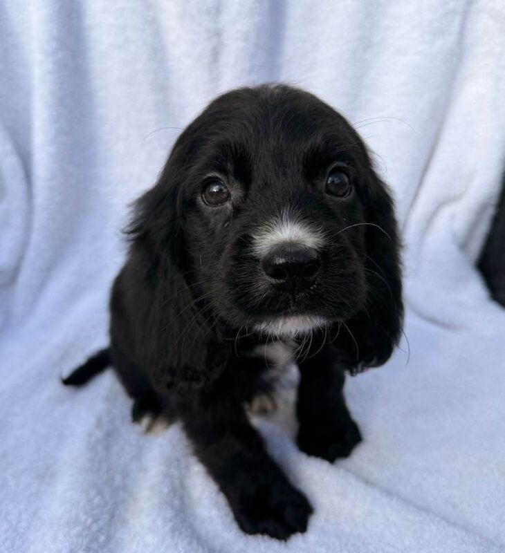 Cocker Spaniel puppies for sale in Watford, Hertfordshire β 10 weeks old - Image 2 of 5